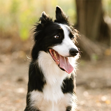 Un Border Collie en pleine santé