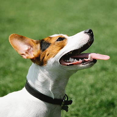 Un magnifique Jack Russell de profil